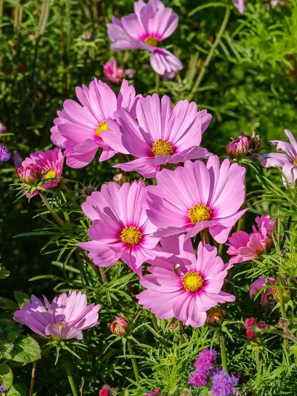 cosmos-test-1200-1800 Rosenskära - Placeholder