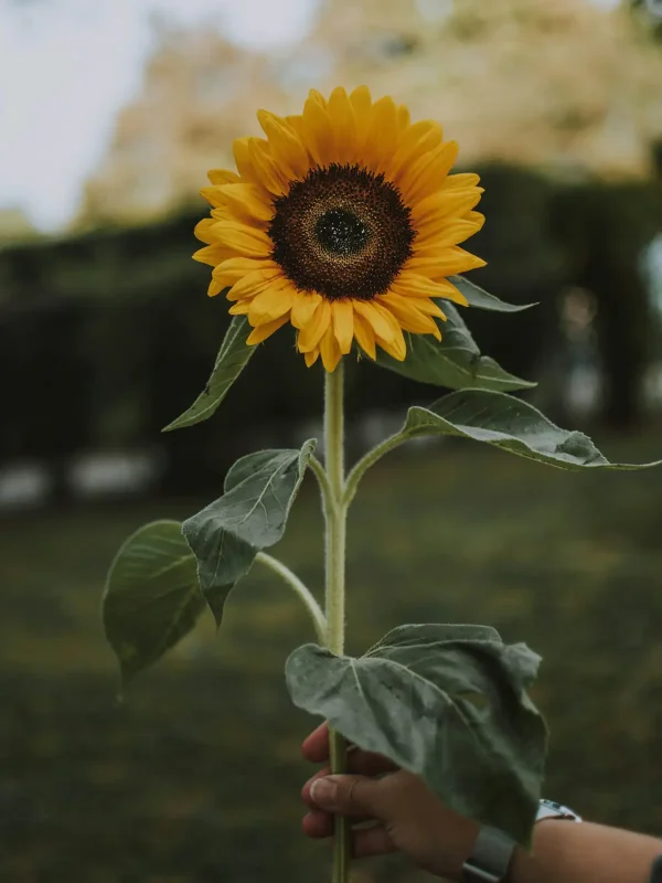 sunflower-test-1200-1800 Solros 'ProCut® White Nite'
