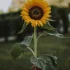 sunflower-test-1200-1800 Solros 'ProCut® White Nite'