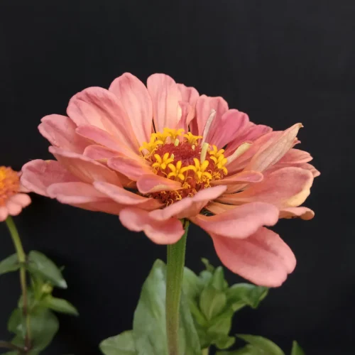Zinnia - PlaceHolder