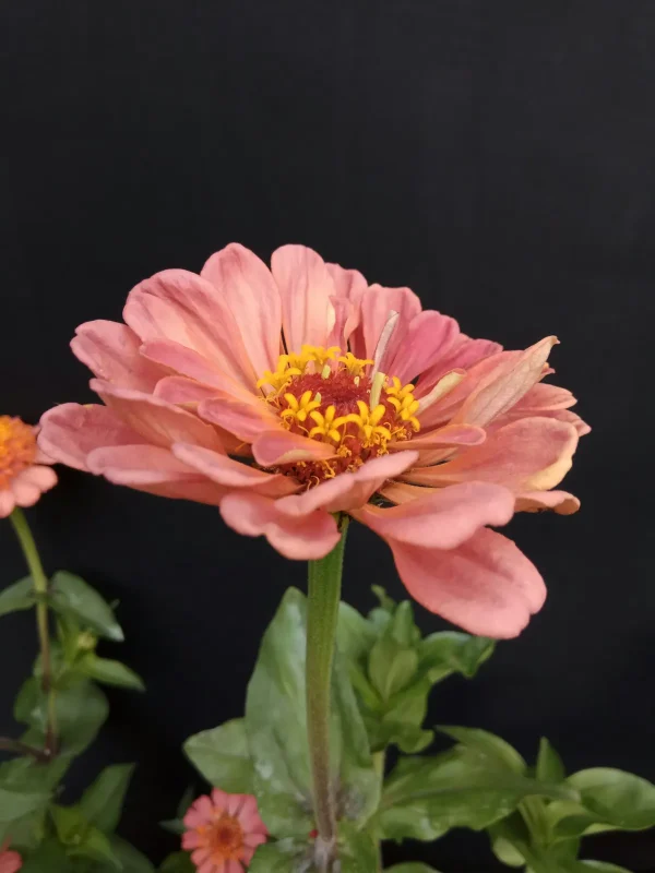 zinnia-test-1200-1800 Zinnia - PlaceHolder